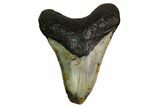 Fossil Megalodon Tooth - North Carolina #167017-1